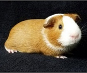 Do You Want to Finding The Right Cages For Your Guinea Pig?