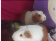 Are You Finding Guinea Pig Breeders to Talk About Everything
