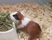 Are You Finding Guinea Pigs For Sale And Accessories