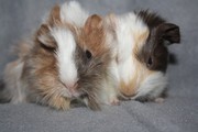 How Do You Find Guinea Pigs For Sale?
